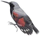 Wallcreeper Illustration