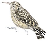 African Spotted Creeper Illustration