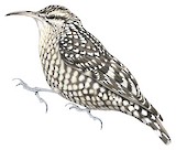 Indian Spotted Creeper Illustration