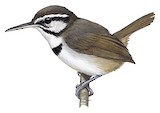 Collared Gnatwren Illustration