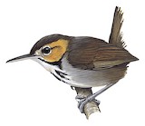 Tawny-faced Gnatwren Illustration