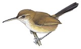 Trilling Gnatwren Illustration