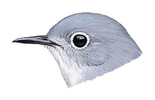 Blue-gray Gnatcatcher Overview, All About Birds, Cornell Lab of Ornithology