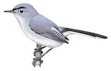 Blue-grey Gnatcatcher Illustration