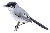 Black-capped Gnatcatcher Illustration