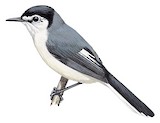 Creamy-bellied Gnatcatcher Illustration