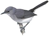 Inambari Gnatcatcher Illustration