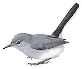 Iquitos Gnatcatcher Illustration