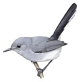 Rio Negro Gnatcatcher Illustration