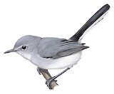 Guianan Gnatcatcher Illustration