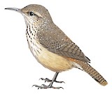 Rock Wren Illustration