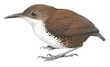 Southern Nightingale-Wren Illustration