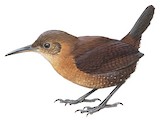 Sumichrast's Wren Illustration