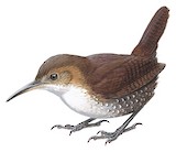 Nava's Wren Illustration