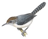 Grey-mantled Wren Illustration