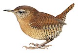 Pacific Wren Illustration