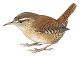 Eurasian Wren Illustration