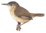 Clarion Wren Illustration