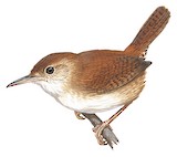 House Wren Illustration