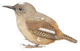 Cobb's Wren Illustration