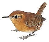 Rufous-browed Wren Illustration