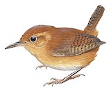 Ochraceous Wren Illustration