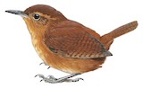 Tepui Wren Illustration