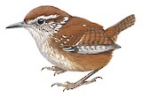 Timberline Wren Illustration