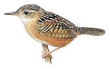 Sedge Wren Illustration