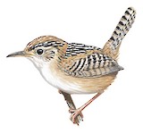 Grass Wren Illustration