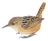 Apolinar's Wren Illustration