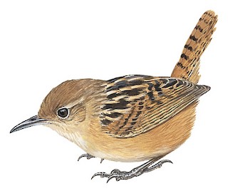 Apolinar's Wren