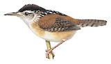 Marsh Wren Illustration