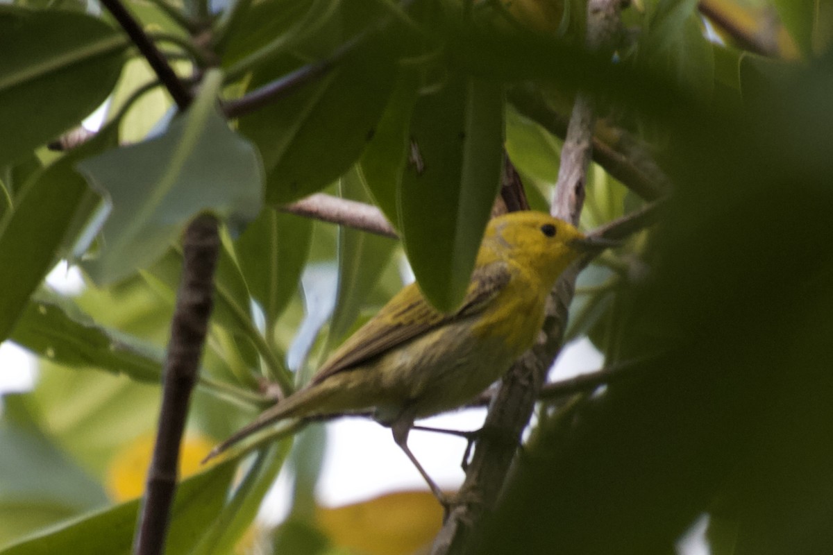 Yellow Warbler (Golden) - inger hansen