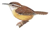 Carolina Wren Illustration