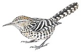 Stripe-backed Wren Illustration