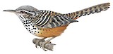 Band-backed Wren Illustration