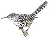 Grey-barred Wren Illustration