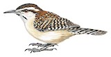 Sclater's Wren Illustration