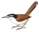 Giant Wren Illustration