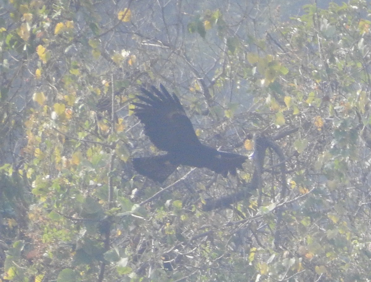 Black Eagle - Manoj Karingamadathil