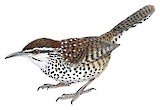 Boucard's Wren Illustration