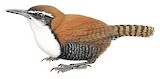 Black-bellied Wren Illustration