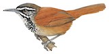 Plain-tailed Wren Illustration