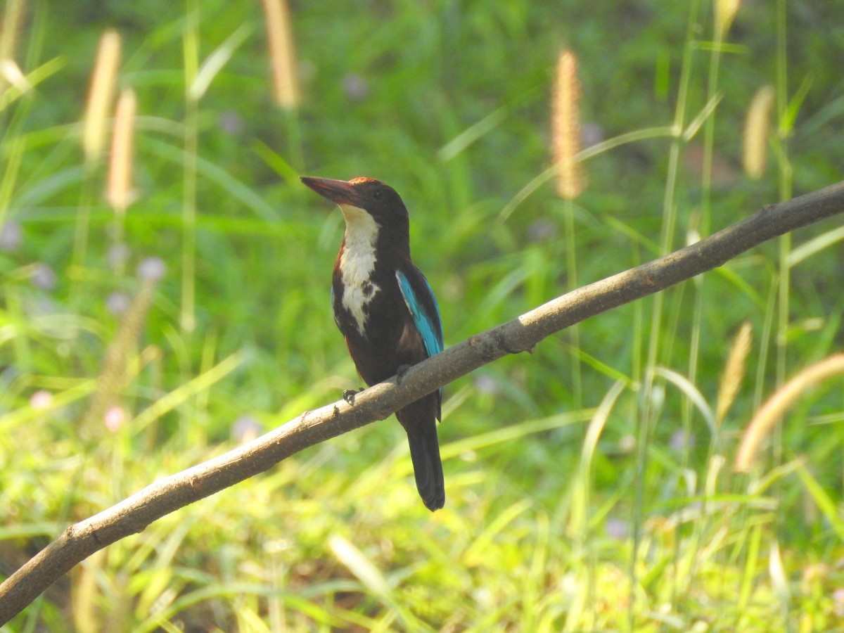 White-throated Kingfisher - Manoj Karingamadathil