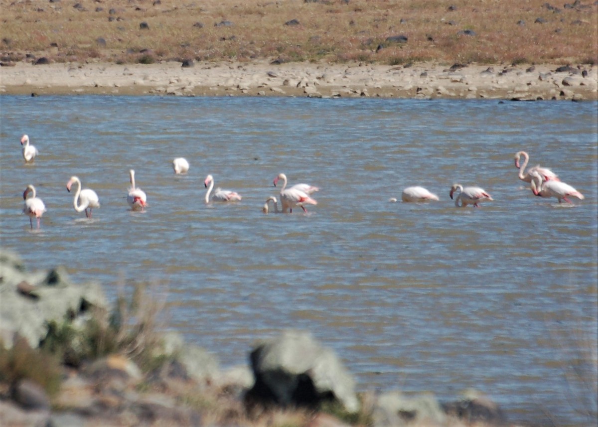 Greater Flamingo - ML153134631
