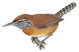 Rufous-breasted Wren Illustration