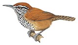 Spot-breasted Wren Illustration