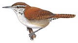 Rufous-and-white Wren Illustration