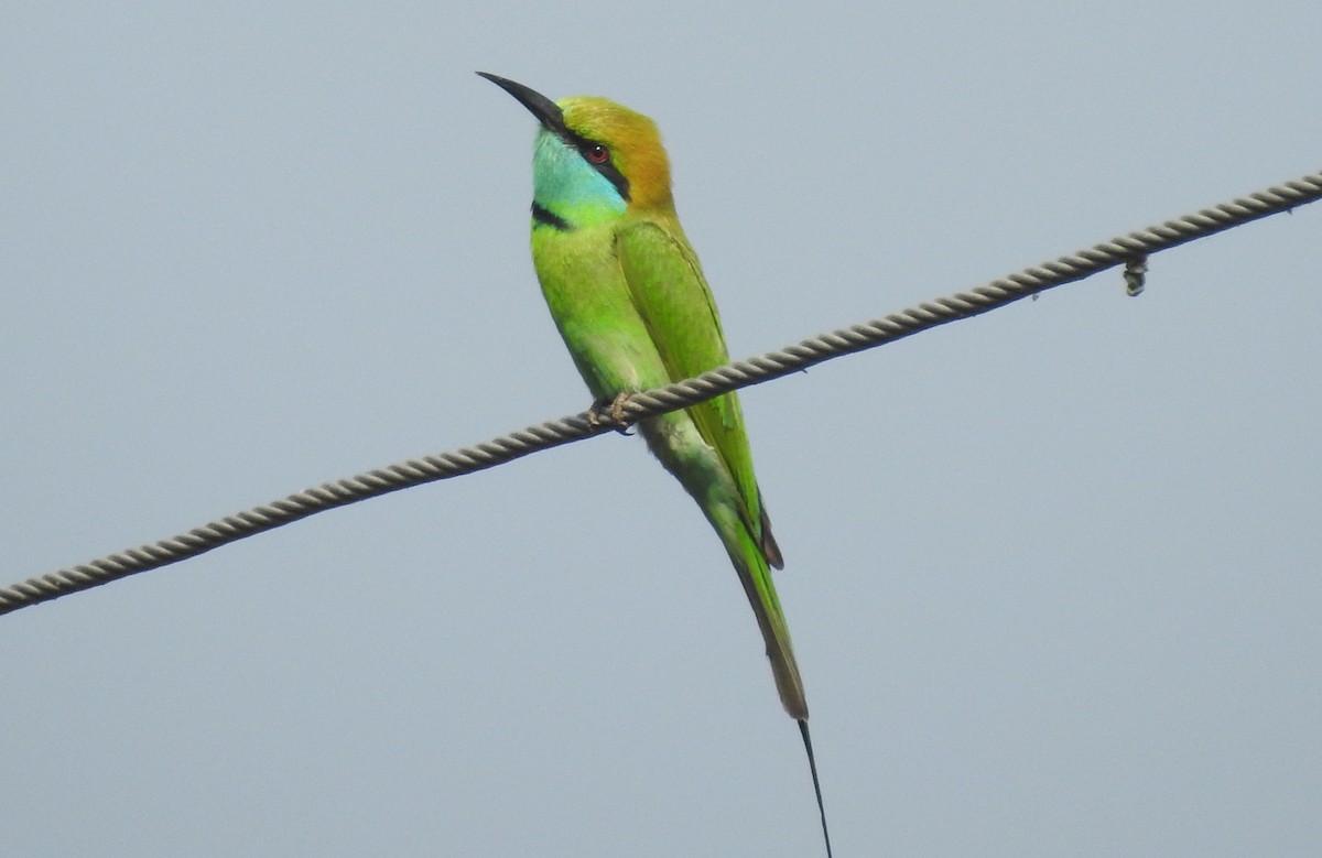 Asian Green Bee-eater - ML153134801